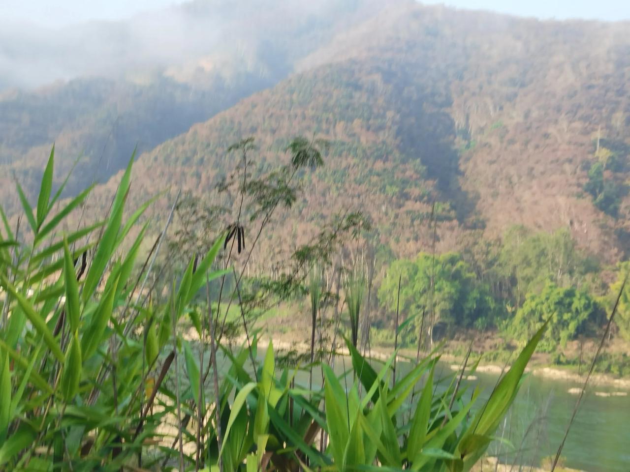 分享一张自然风景的照片，西双版纳落叶季