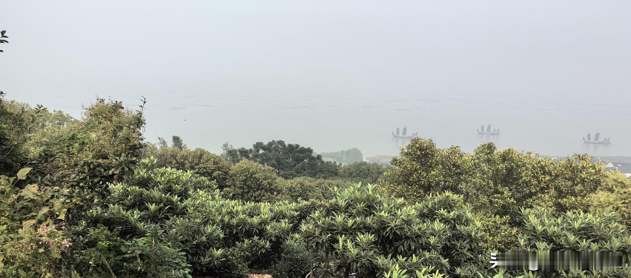 苏州窑上村做梦也没想到，因为种的桂花历史悠久，成了五大赏桂地之后。今天道路竟然拥