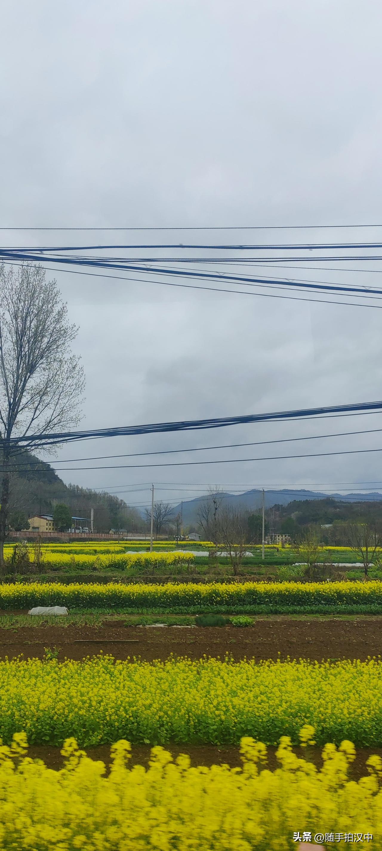 田野里还没有什么人，安静到了极致，于是会听到一些很美丽的响动：蜜蜂嗡嗡嗡，鸟雀啾