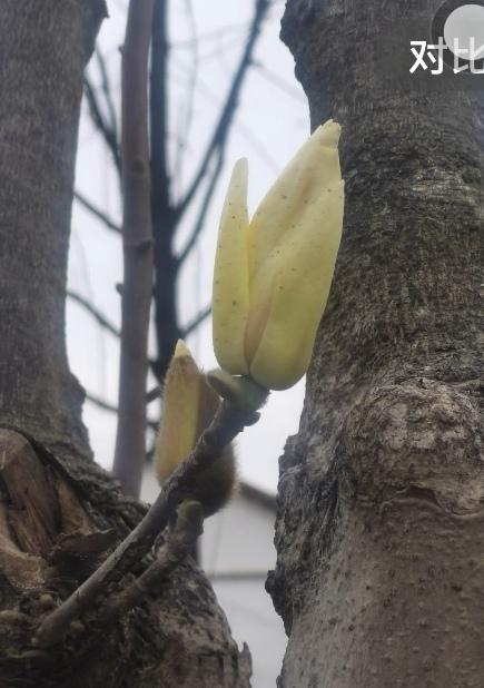 白玉兰花开了！