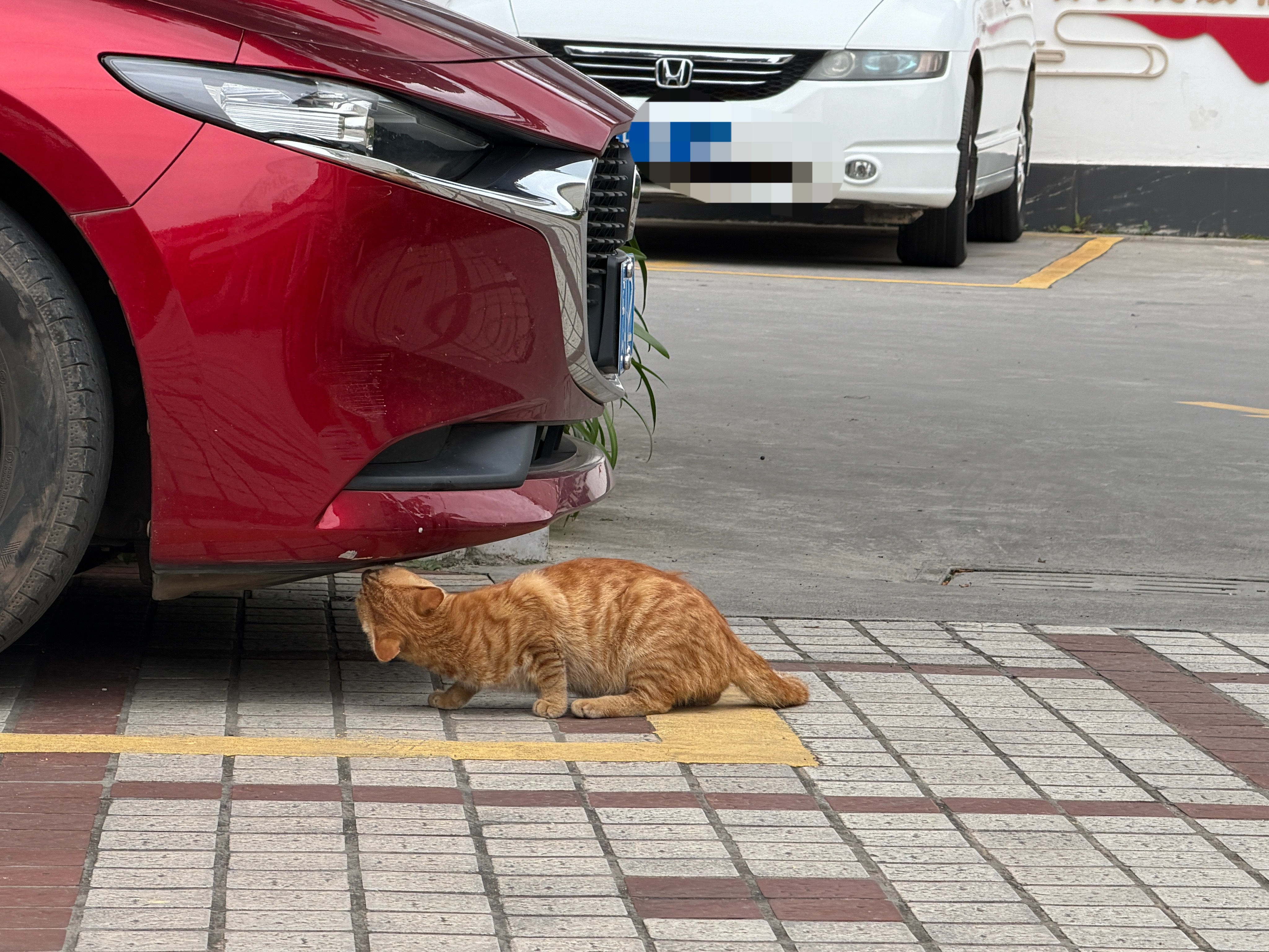 CAT & CAR ​​​