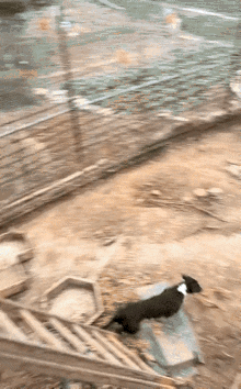 野猪的战斗力可不是盖的，
一般的犬科是打不过它的。