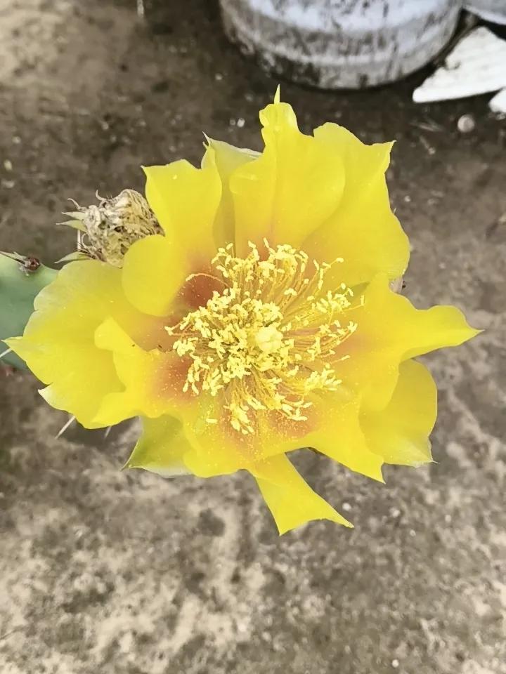 前年从垃圾桶旁边捡的仙人掌，去年开了三四朵花，今年开了田十多朵，完全是放养，一点