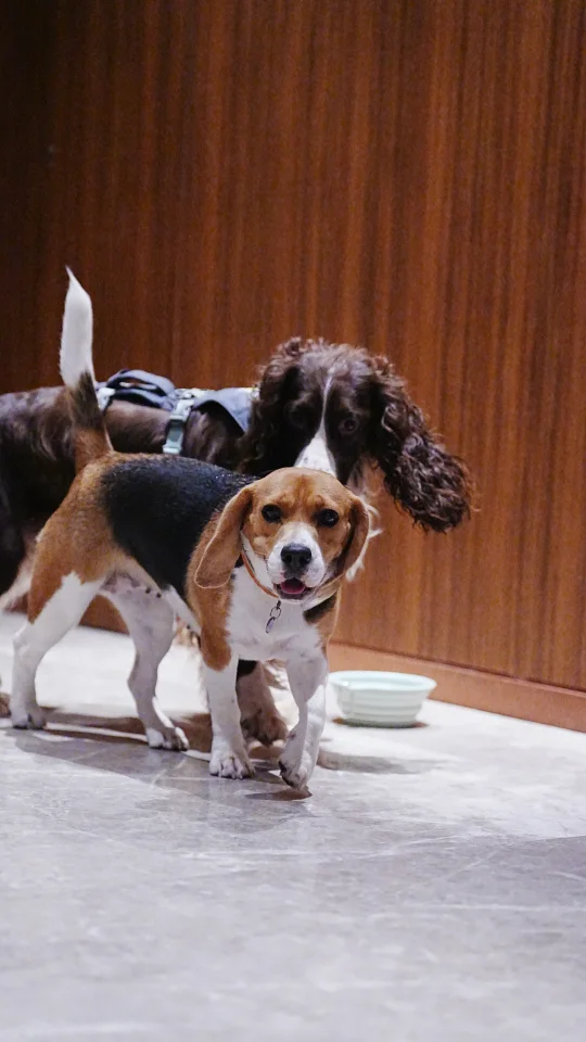 比格犬布鲁酱：是勾肩搭背的好朋狗呀