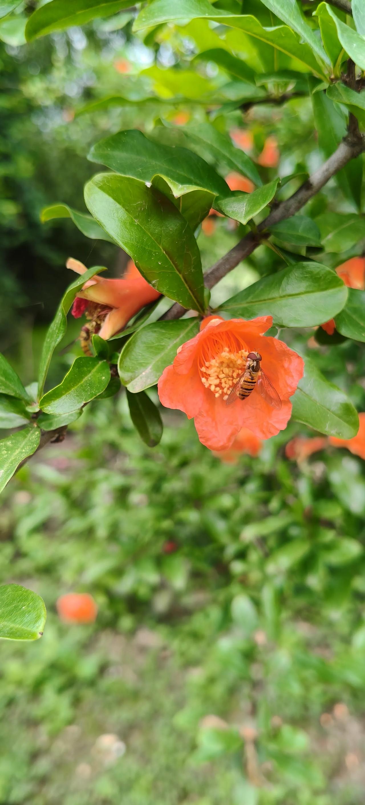 花若盛开蜜蜂自来
蜂舞花绽