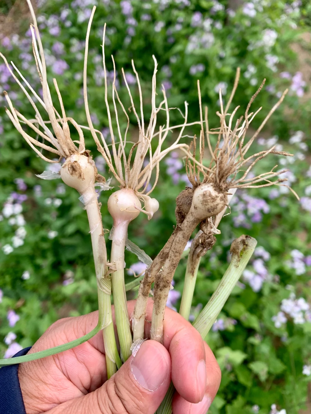挖野菜 | 求教，这是沙葱吗？