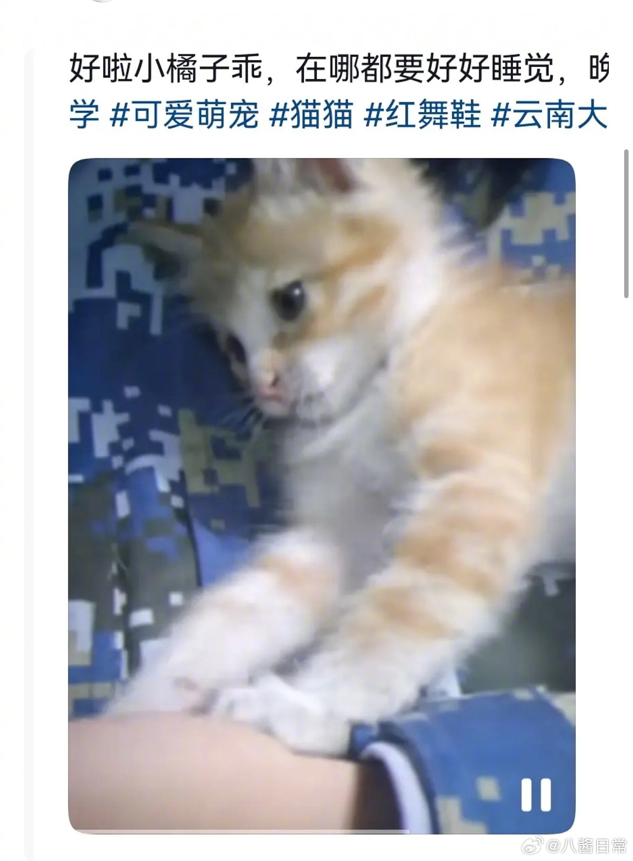 《红舞鞋》剧组嘴里的流浪猫，是在学生怀里长大的曝红舞鞋剧组开快车撞死猫 ​​​