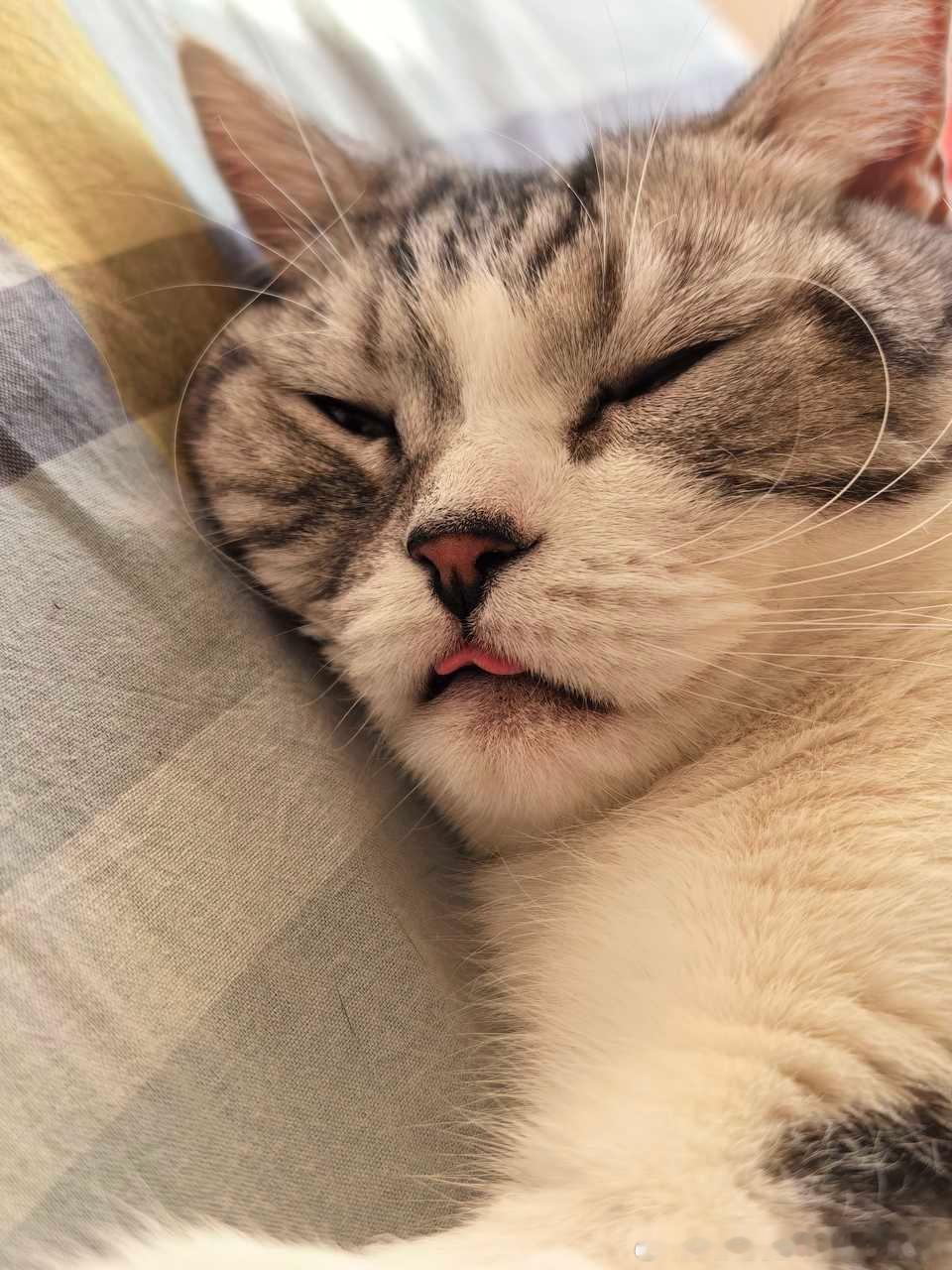 49341【丑猫】健胃消食片 