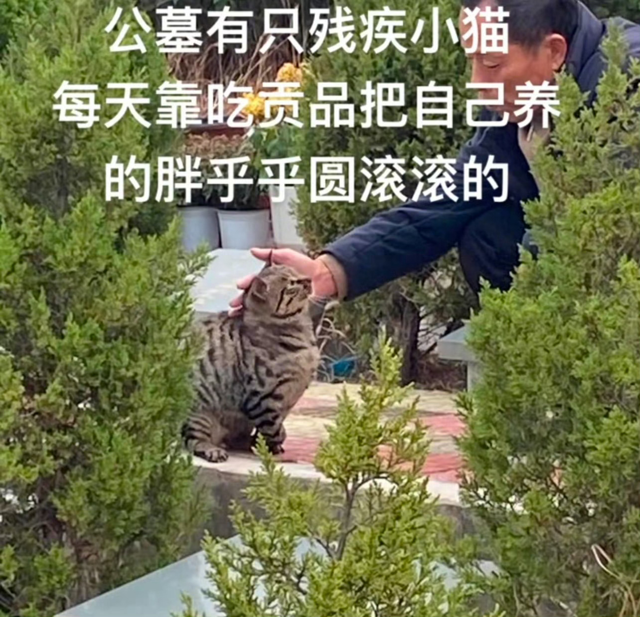 猫好，人也好 