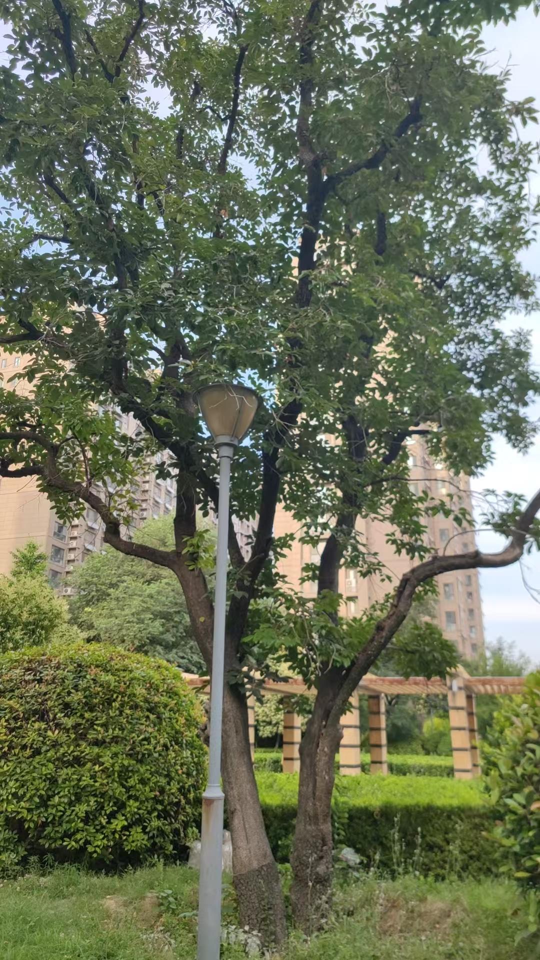 菏泽华侨城百年柿树