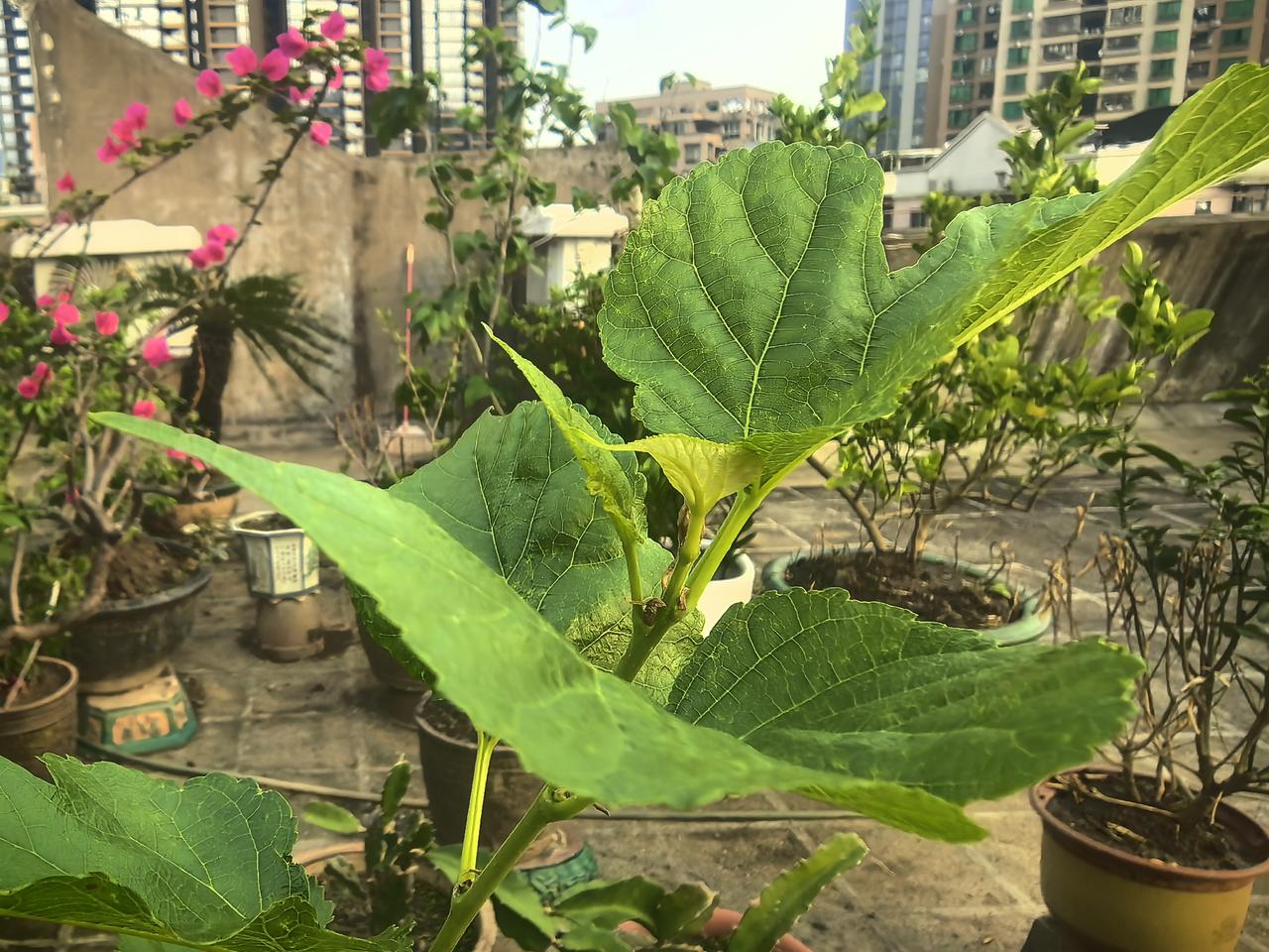 我家天台小花园，满满都是春天的气息。
不止有各色花儿悄悄绽放，热热闹闹开满一角，