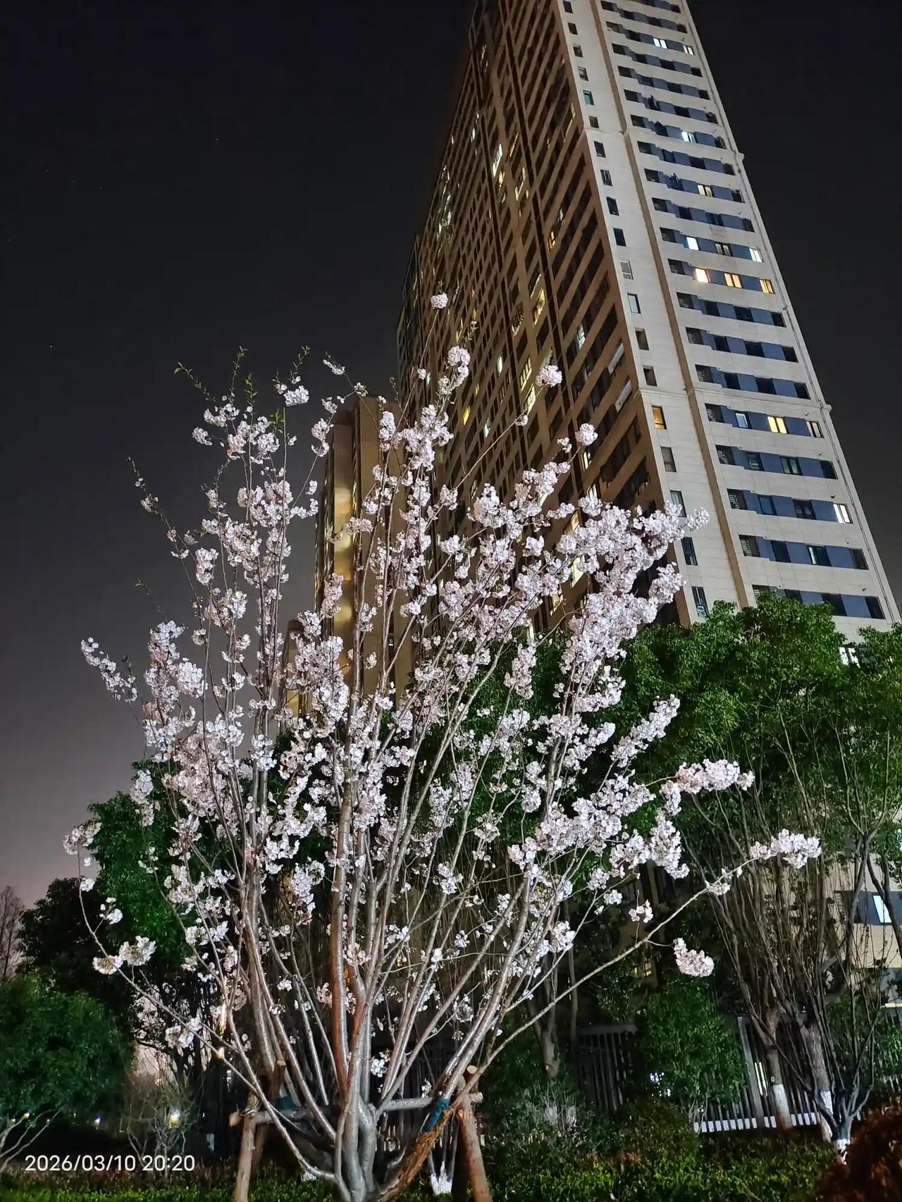 空降到建设三路的樱花，第一批次已经开花，第二批次放在路边可以移动