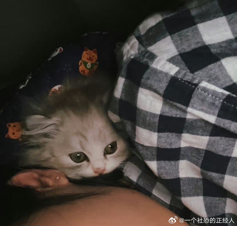 不丢[超话]小小丢趴在妈妈脖子后面陪妈妈😺 ​​​