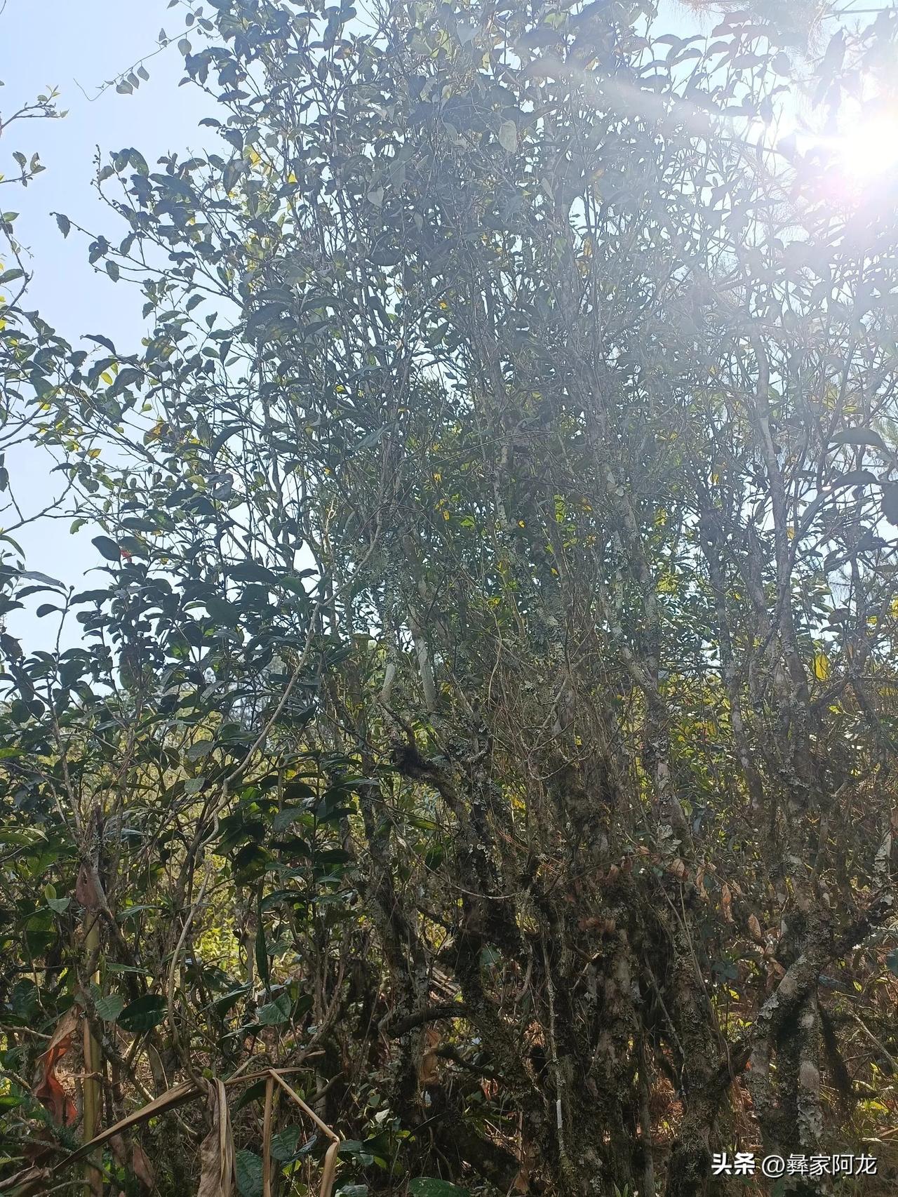 乔木茶是指由乔木型茶树的鲜叶制成的茶叶，是茶树树型分类中的一种（与灌木型、半乔木