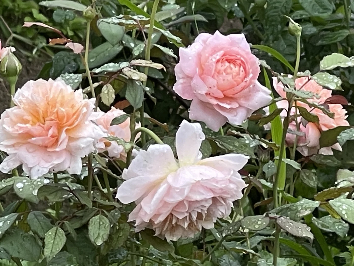 天狼的陶染雨天好美