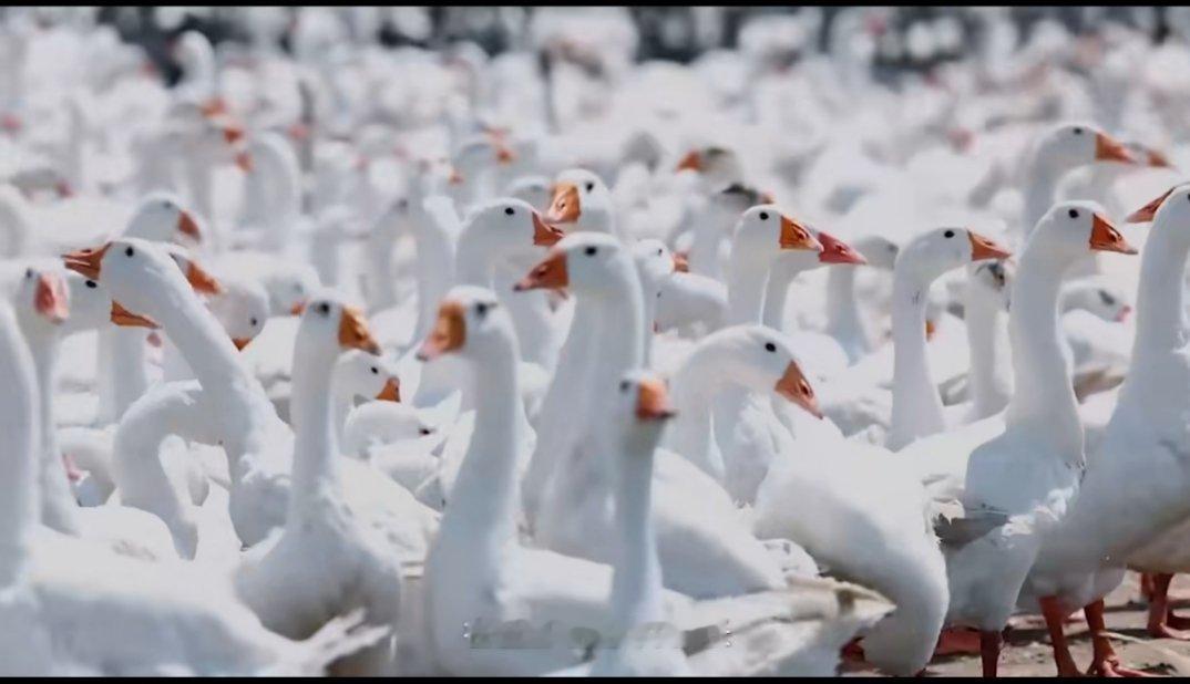 一件好羽绒服是怎么造出来的 进入到寒冷的冬季，羽绒服是我们必不可少的单品，那一件