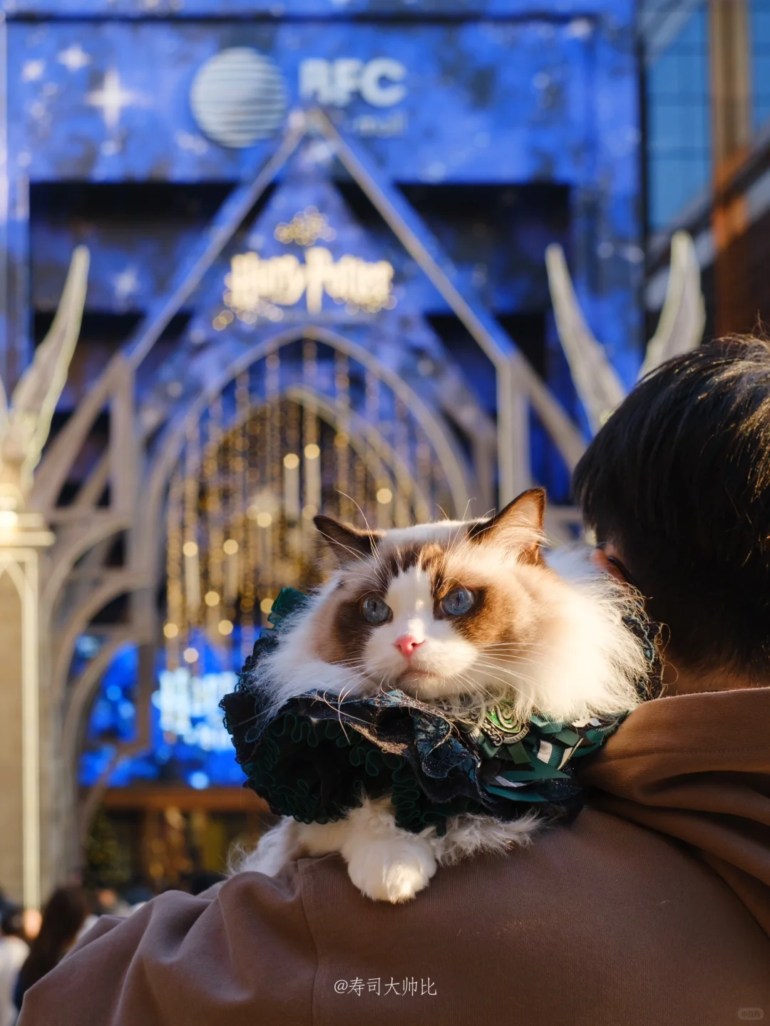 宠物圣诞｜霍格沃茨上海分校招生啦！