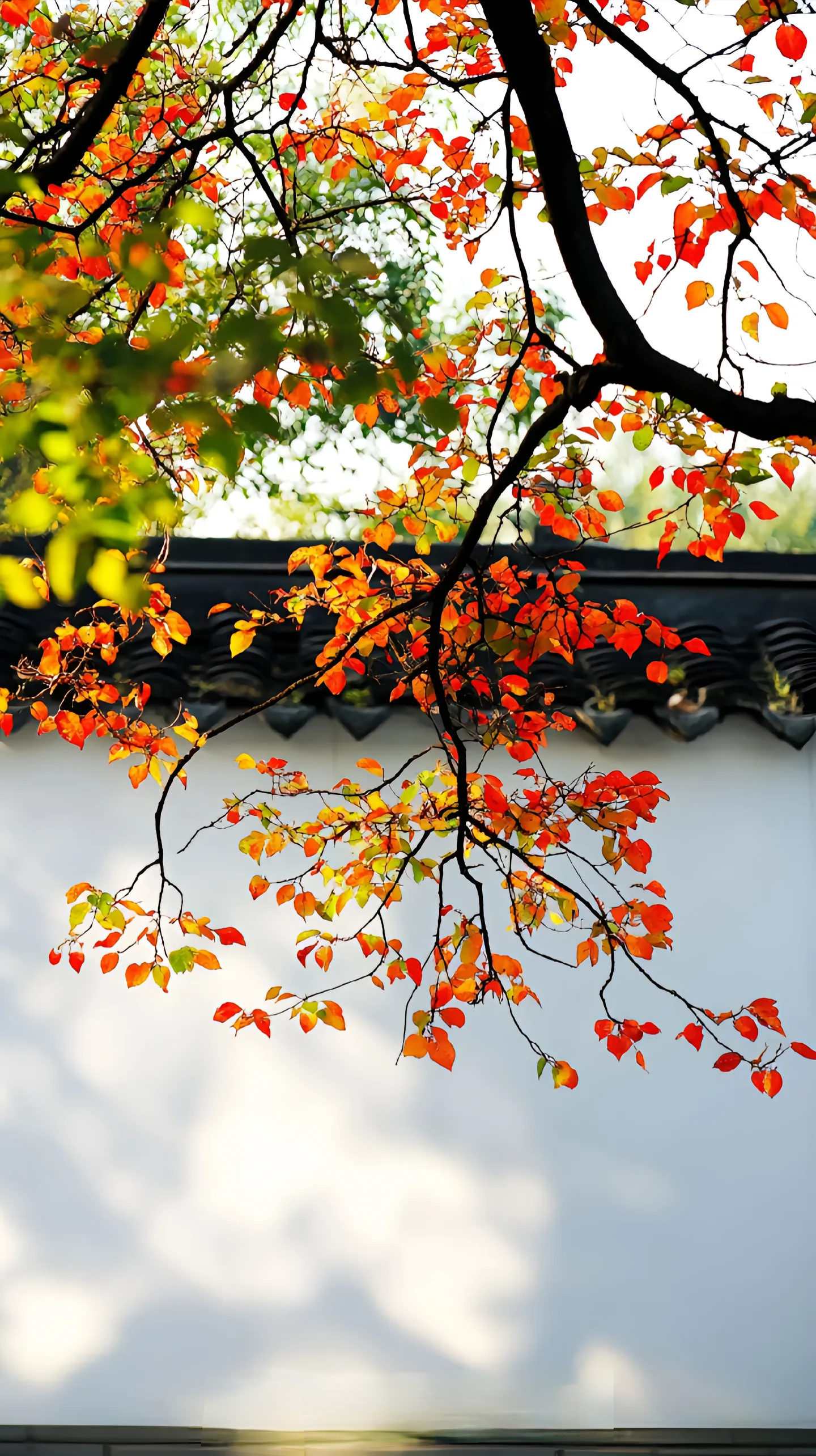 Share | WeChat | 壁纸 | 头像 | 背景 | 氛围感 