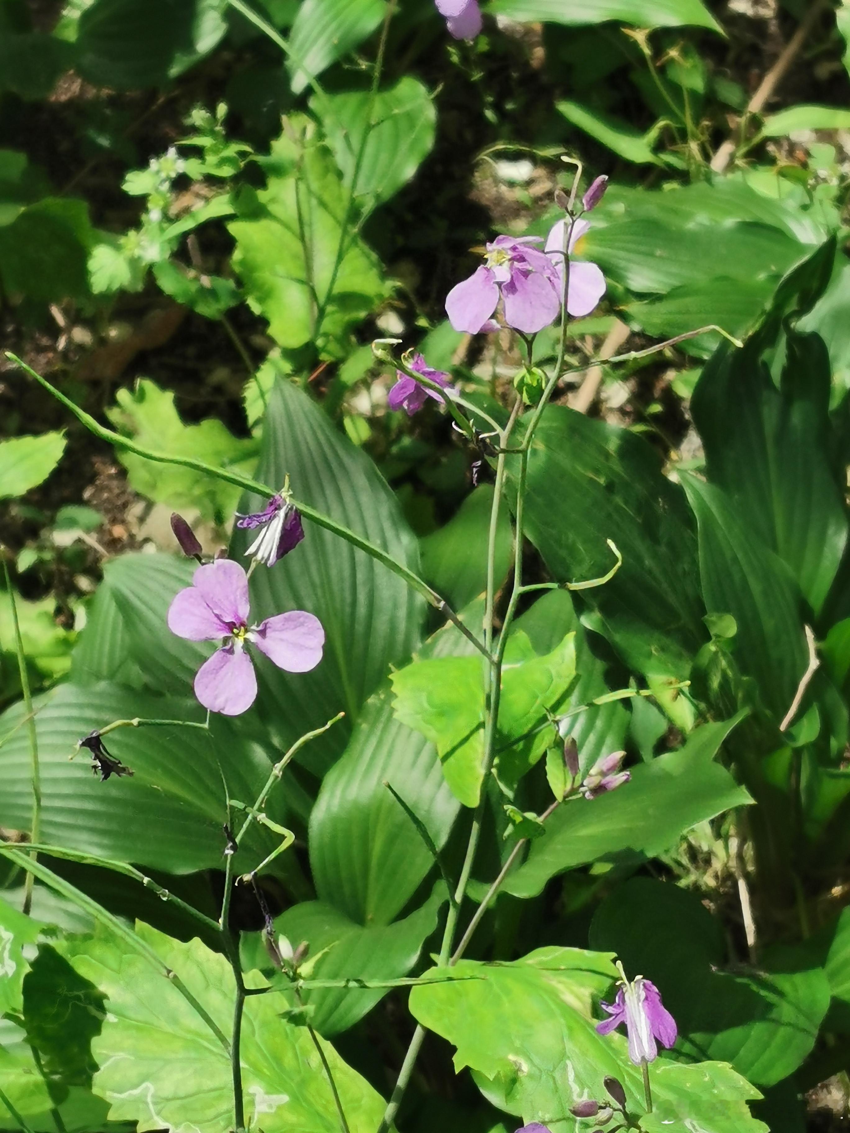夏日， 路边的小花。 ​​​