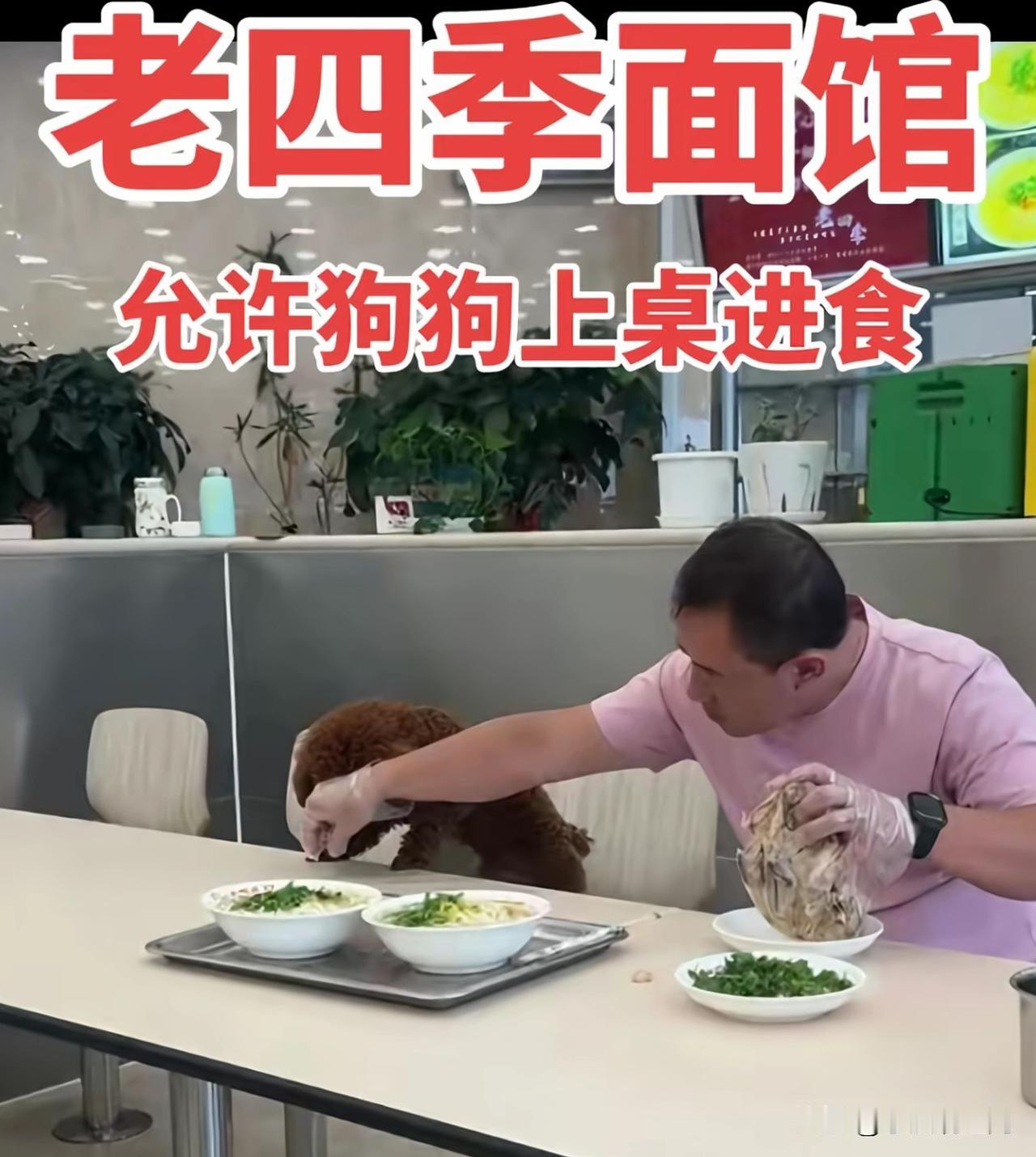 现在的人去饭店吃饭怎么都爱让宠物狗上桌呢，还请各位饭店老板多注意，禁止宠物入内！