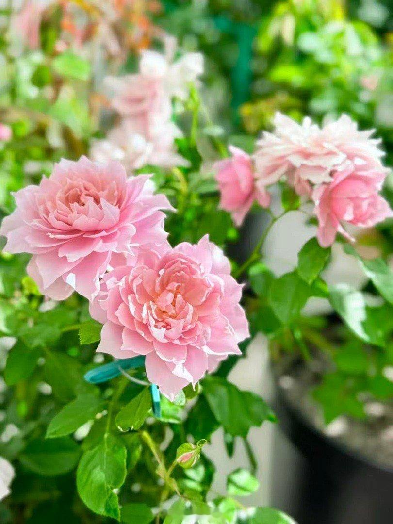 乖妈拍花 ​​​