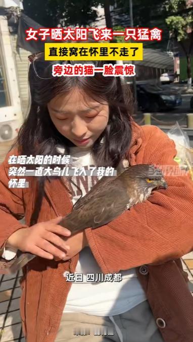 这下真解释不清了！四川，一女子出门晒太阳，突然一只大鸟向她飞奔过来，下一秒就趴在