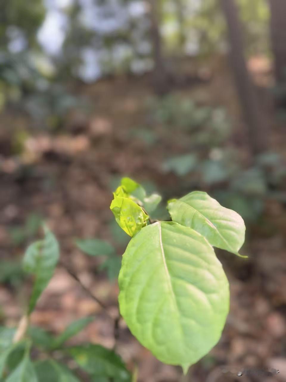 在徒步的途中看到这一抹鲜嫩的绿，在一片荒凉的山坡中显得格外的生机盎然，柔和的浅绿
