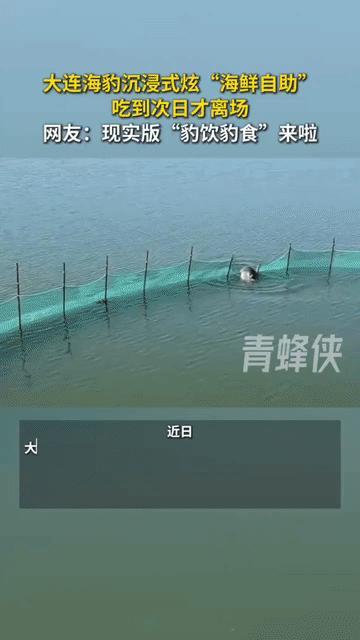 大连，一只斑海豹，竟然趁着上水偷偷溜进了一处海参和基围虾养殖圈，面对满池子的“山