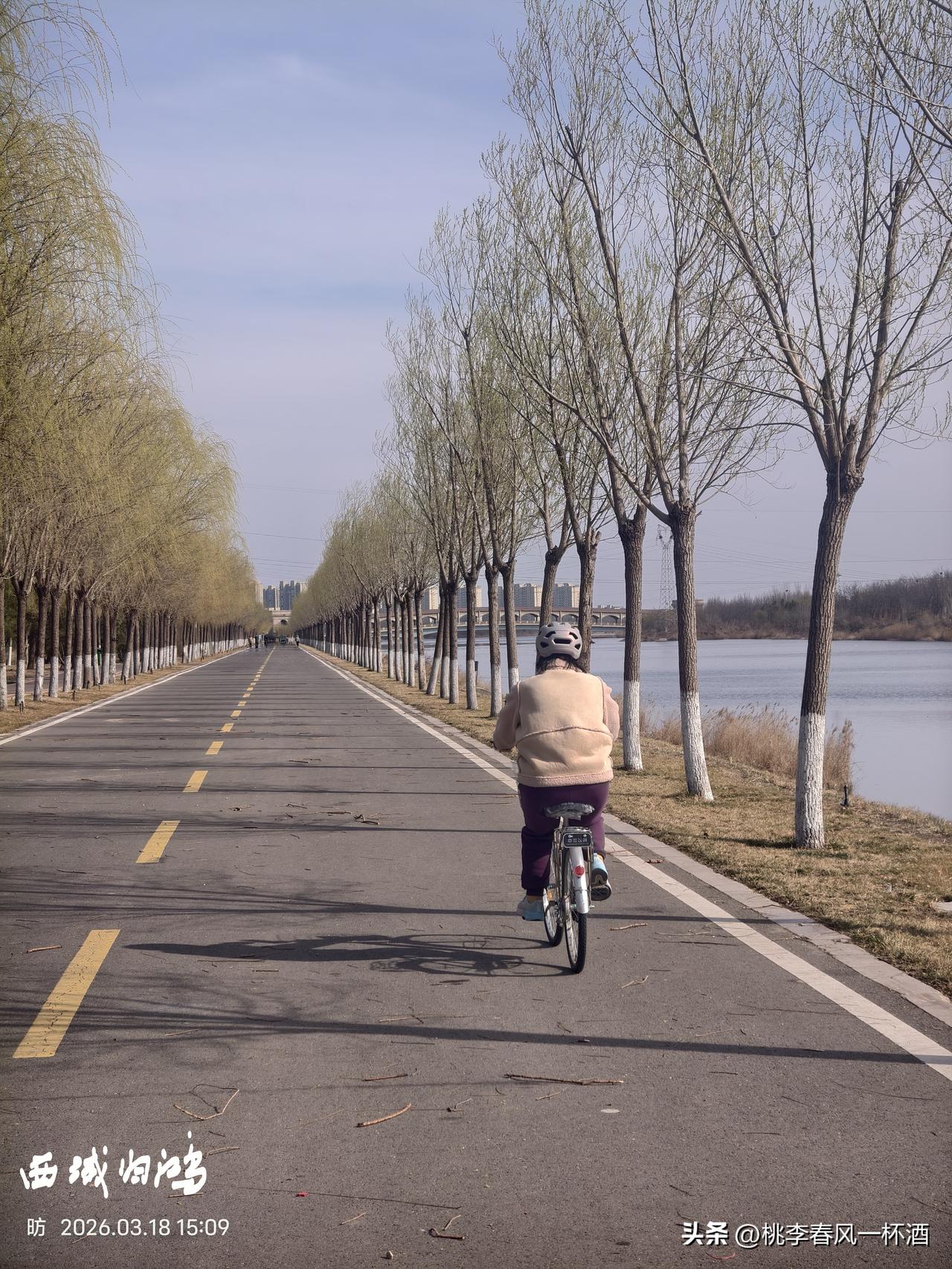 分享一下你随手拍下的照片图说东营:拂堤杨柳醉春烟｛东营滨河北路）。