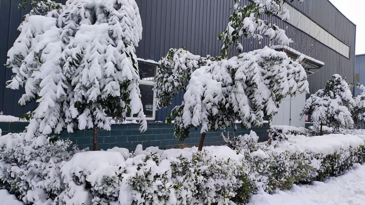 今天大雪，可惜只刮风不下雪。
大雪节气至，天地萧索。
天色如铅，北风扫尽落叶。