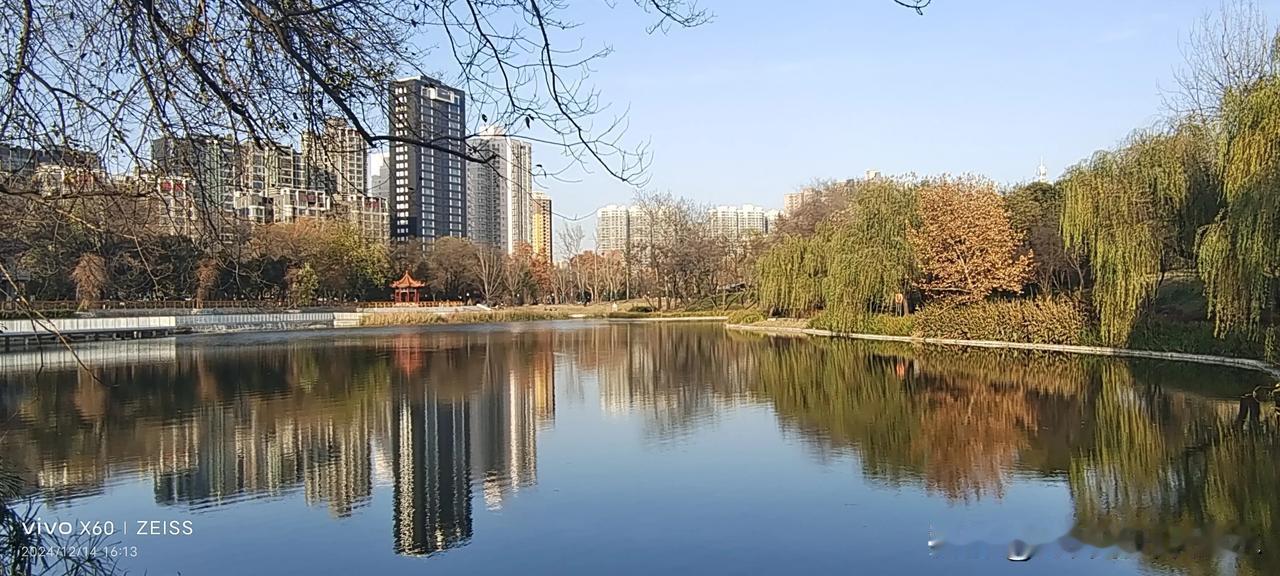 随手拍下公园池塘荷