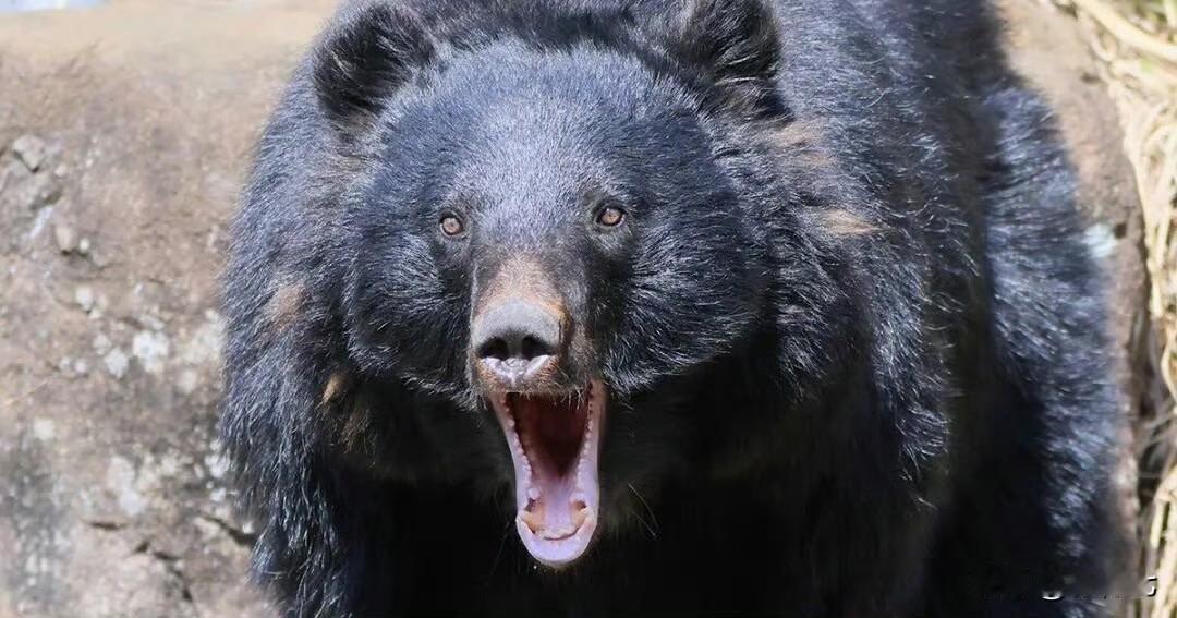 78人受伤，10人死亡‼️日本遭遇“史上最严重熊灾”
近日日本正面临一场前所未有