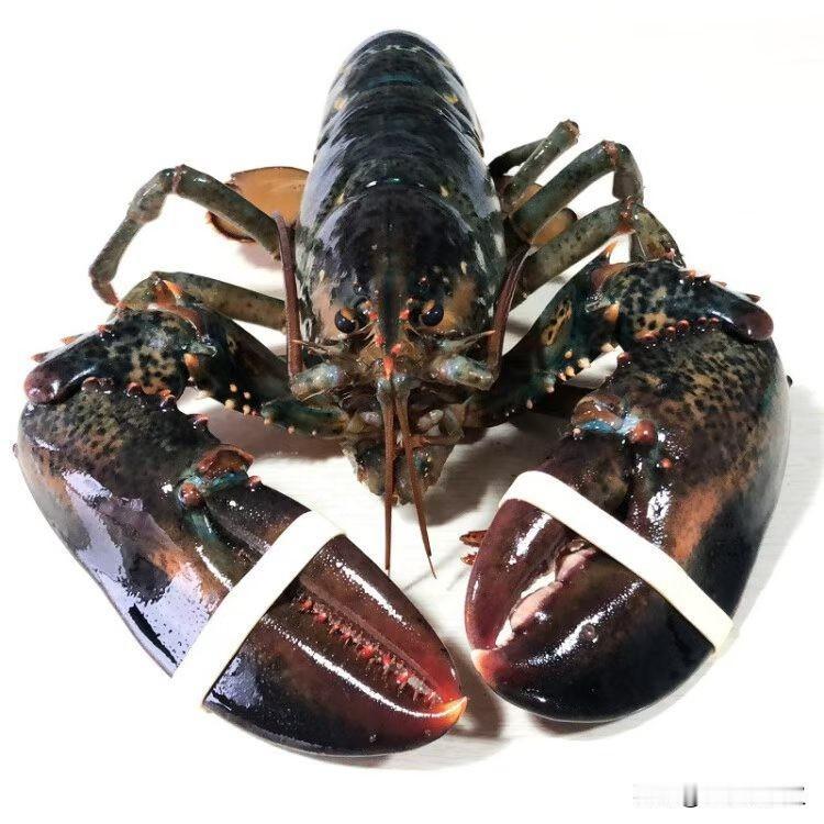 跨越山海的青岛海味，是加总投喂的双倍惊喜。 波士顿龙虾🦞+满膏面包蟹🦀双份快