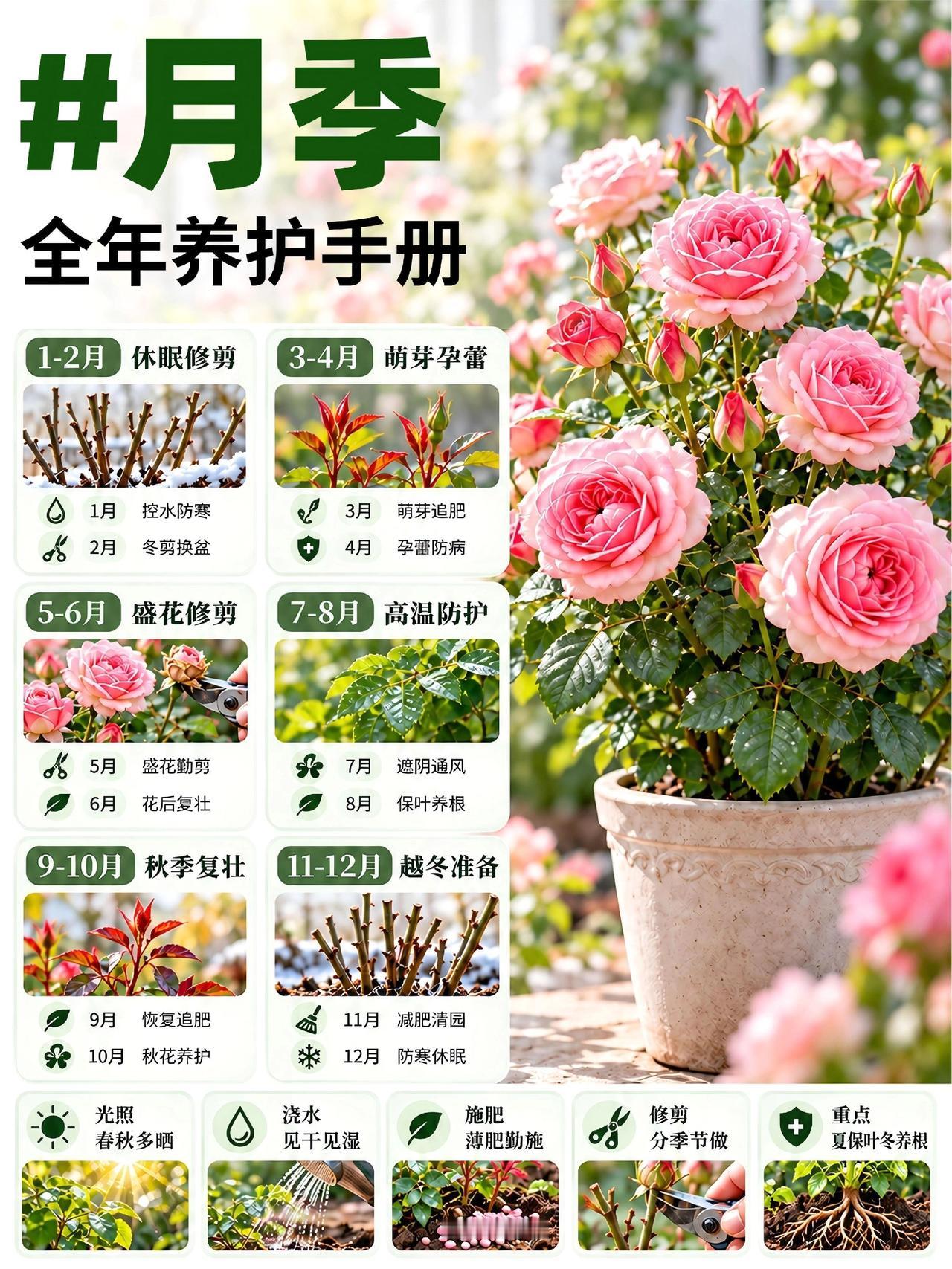 保姆级月季12个月养护流程！月季全年养护｜12个月种植重点 一篇理清月季养得好不