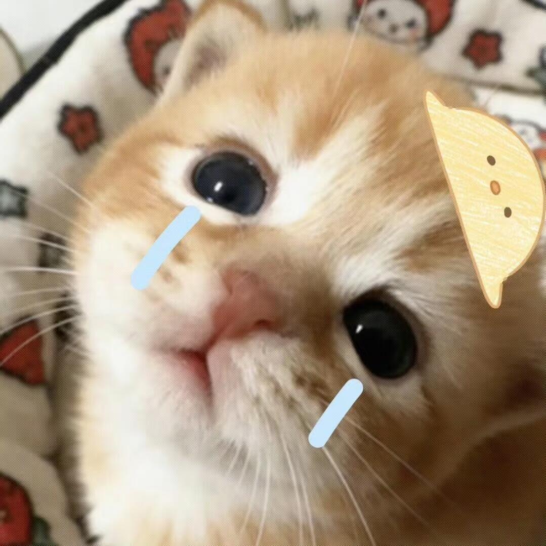 WeChat头像/可爱头像/萌宠/猫咪