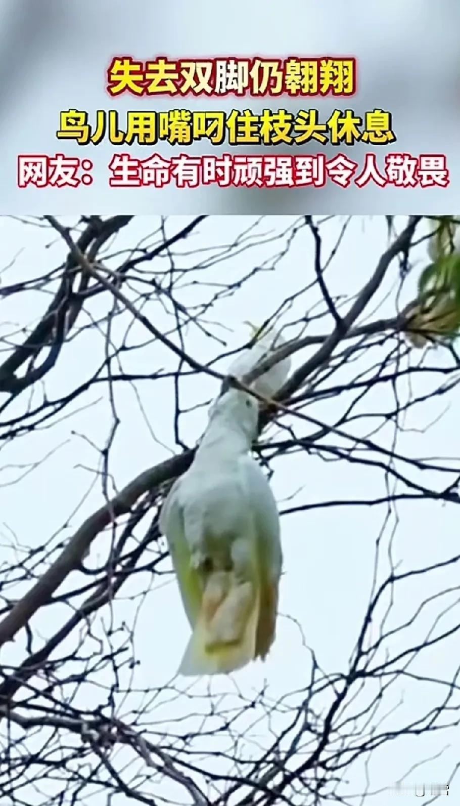 清晨看见一个视频，

一只失去双脚的鸽子，

用喙勾着电线杆，

羽毛在风里微微