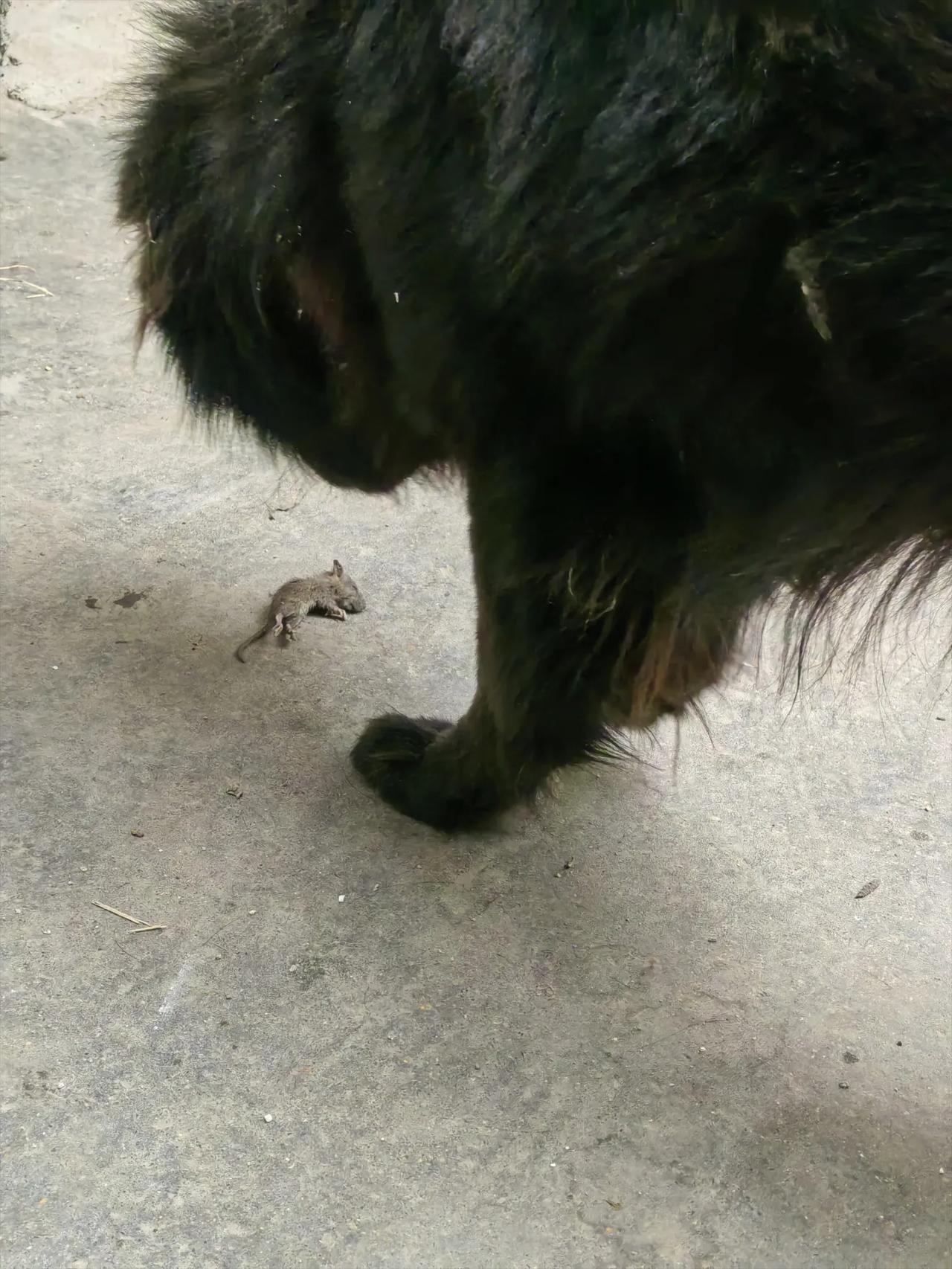我家狗狗净抢猫的饭碗，成了逮老鼠高手，天天没事就待在下水道旁边蹲点等老鼠出现。倒