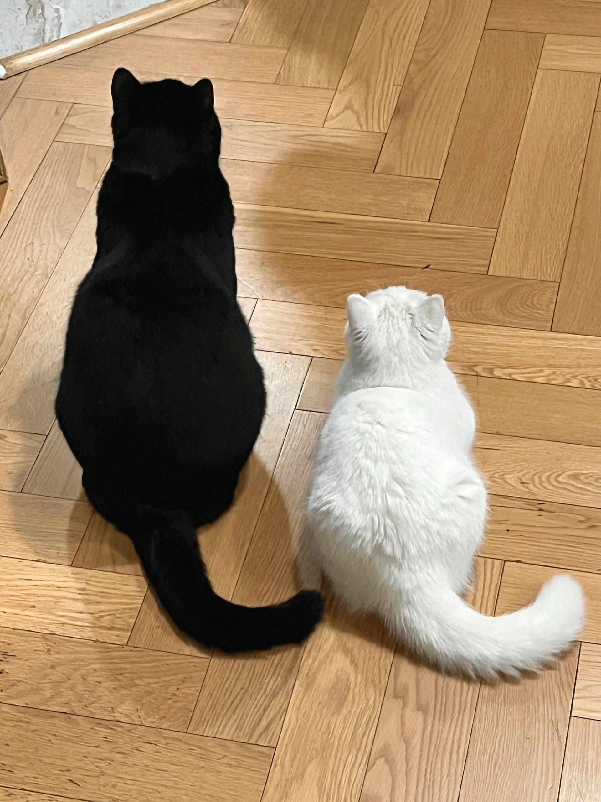 谁懂奶牛猫分开养的含金量 ​​​