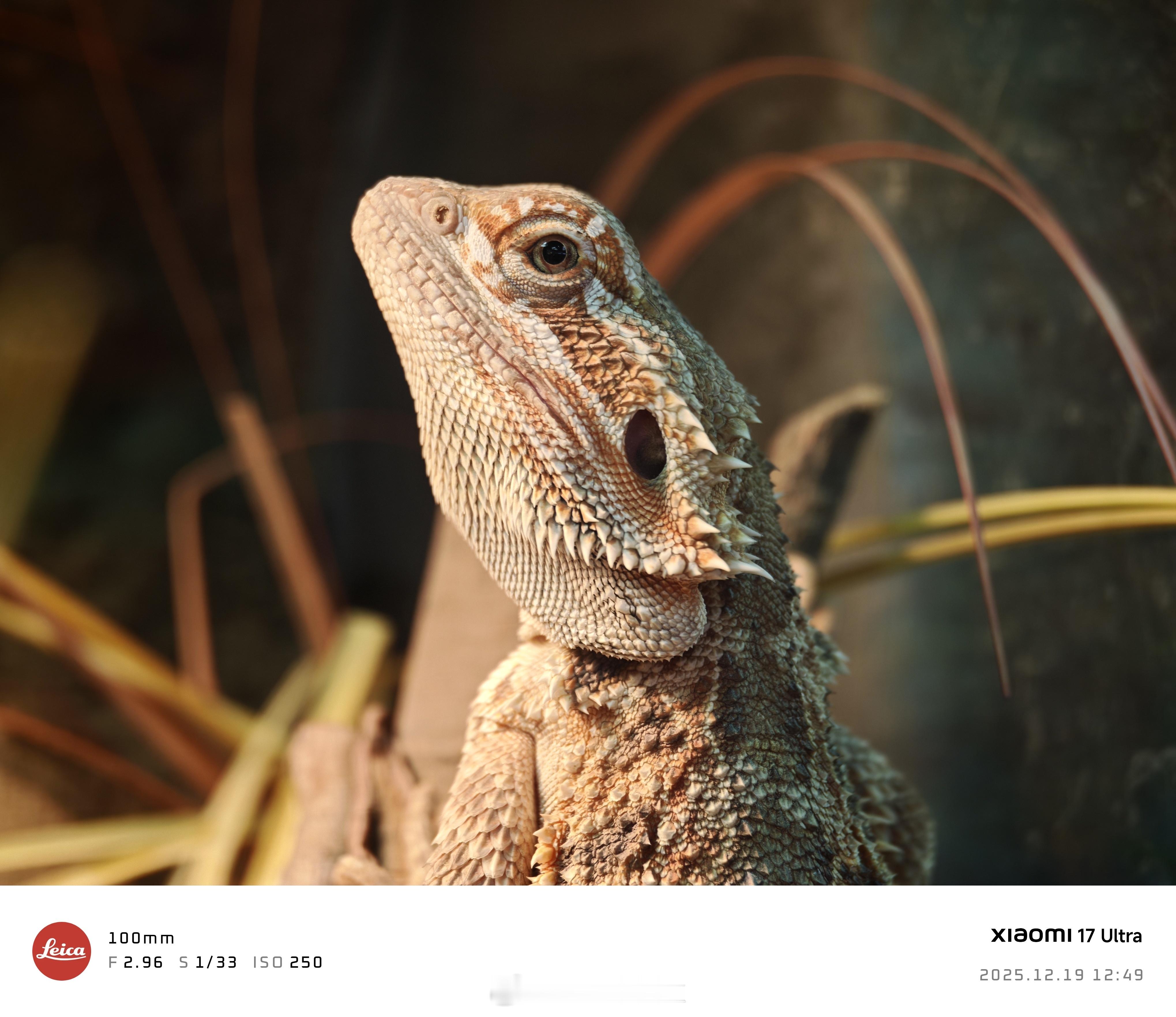 小米17 Ultra 随手拍，这颗“牛变”比我用过所有的“狗定”都强，打破了“狗