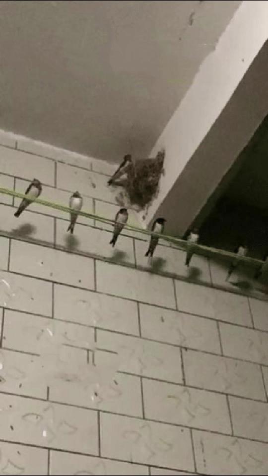 “太暖心了！”河北，两只“老燕子”无力南飞，留在户主家过冬。没想到，户主老两口怕