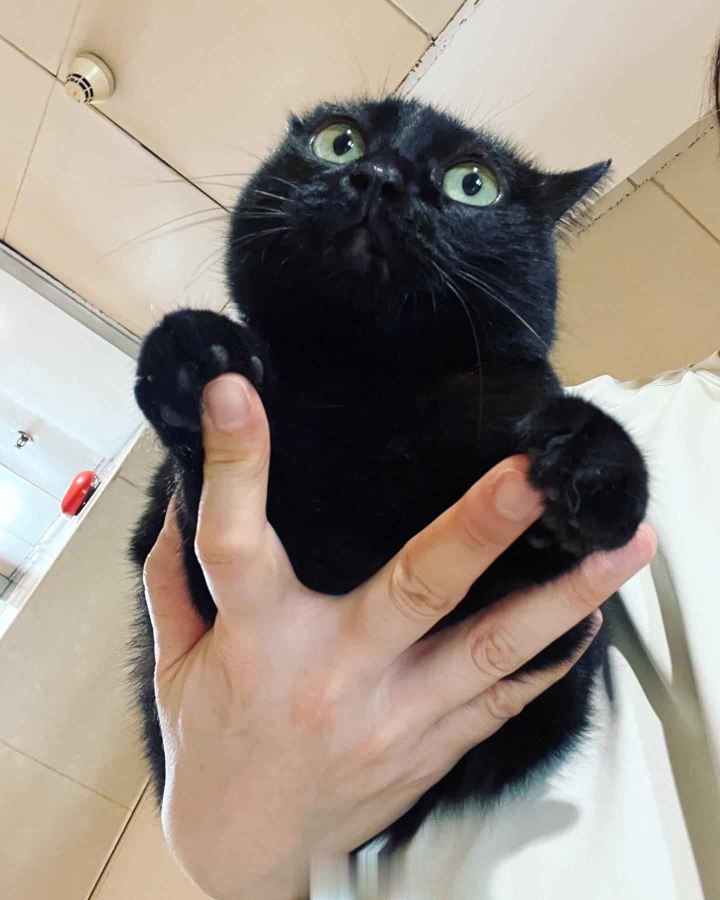 可愛的小生物#蝦蝦不可以太可愛# ​​​