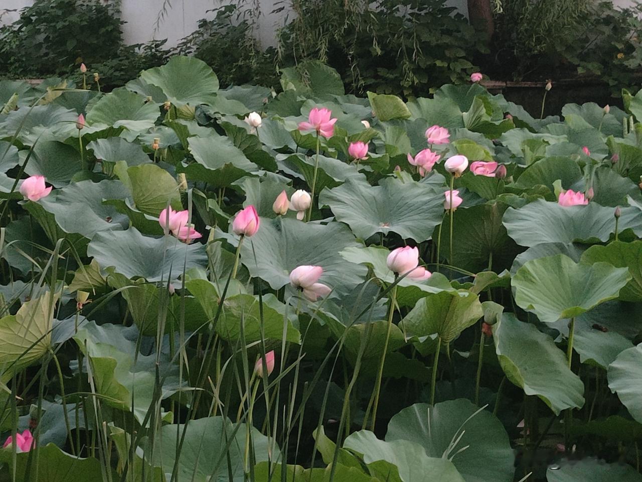 晒图笔记大赛傍晚的莲花别样好看。随着夏至的到来，莲花次第开放，引得大量游人驻足观