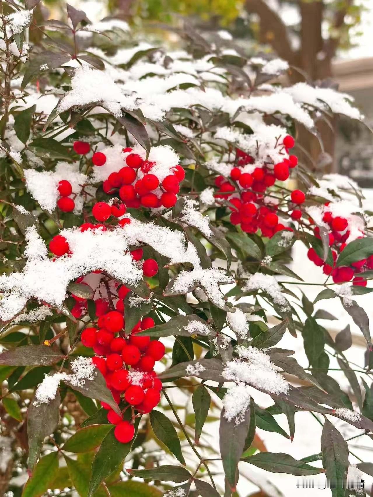 寒冬腊月，
白雪皑皑，
血压枝头，
点点红星，
绿叶难看，
红星点缀，
意境男难