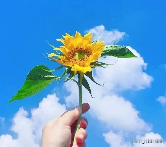 昨天下午和儿子去婆婆家坐了一会儿。婆婆说起儿子，还没找上对象，愁的。我说，让我的