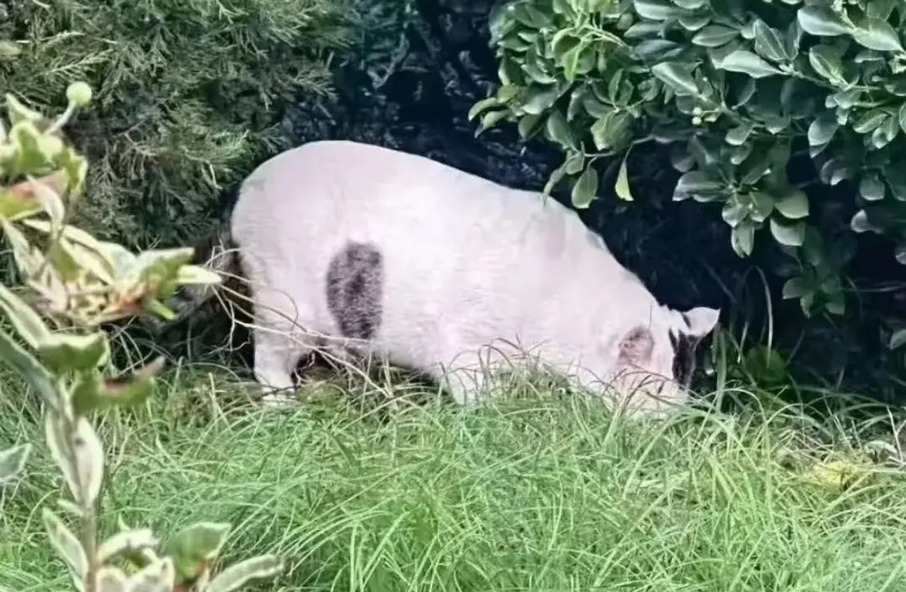 笑晕了这是什么动物。。。 ​​​