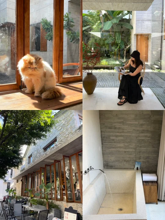 在大理 | 享受片刻松弛🌳🐱🛁☕