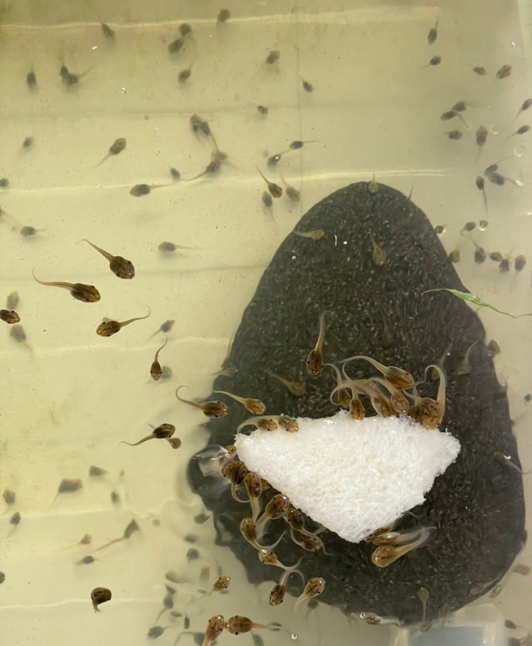 小蝌蚪吃吐司,不爱吃饭的小蝌蚪还和一个月前一样小，爱吃饭的小蝌蚪已经有小拇指那么
