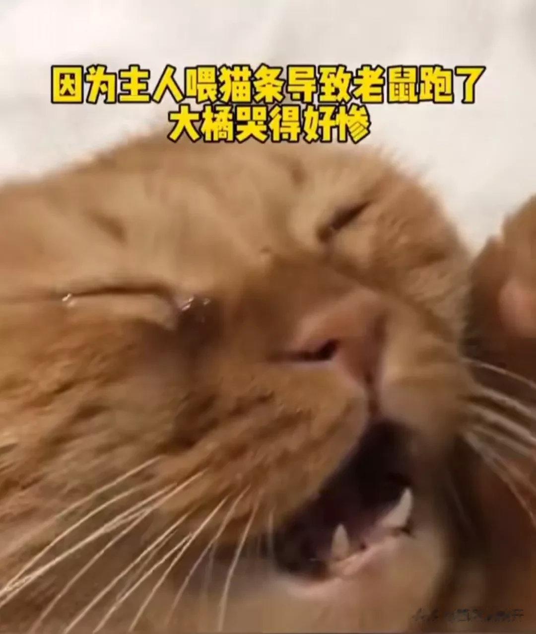 看过好多次了还是替他觉得委屈