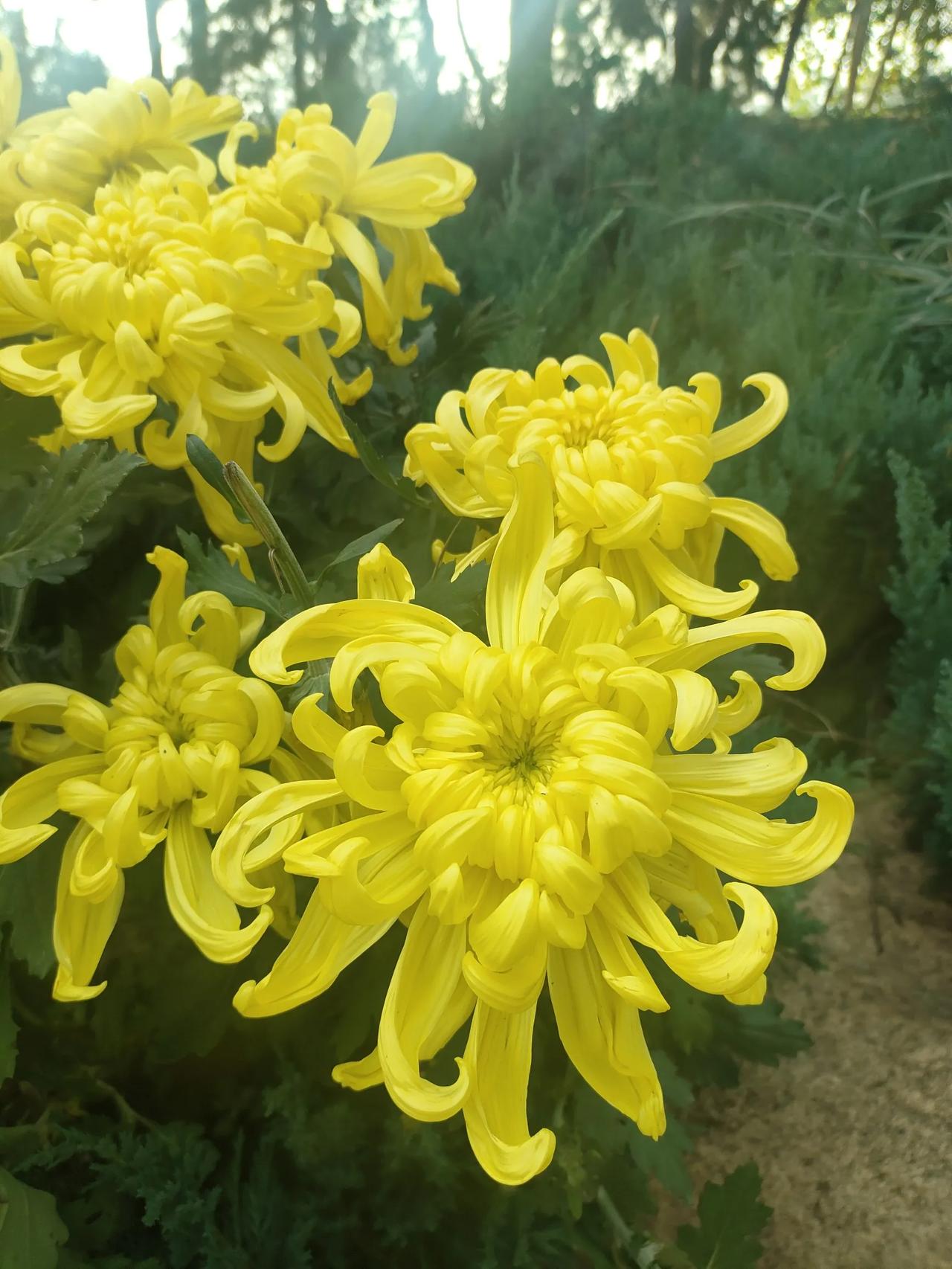 春花夏柳年过半，
秋菊冬梅又一年。
岁岁人间好景色，
年年金秋结硕果。