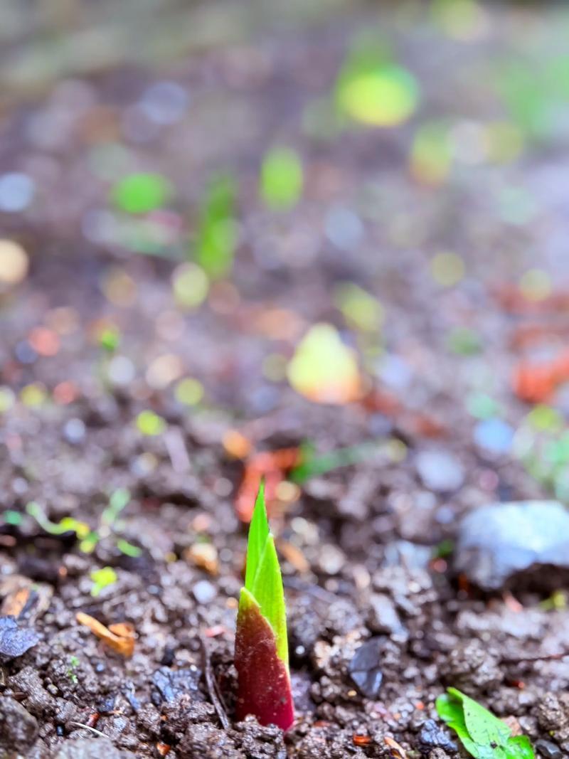 我的创意下联可以是：
1、草木知时争破土[碰拳]禽鸟感节竞啼春。
2、草木知时争